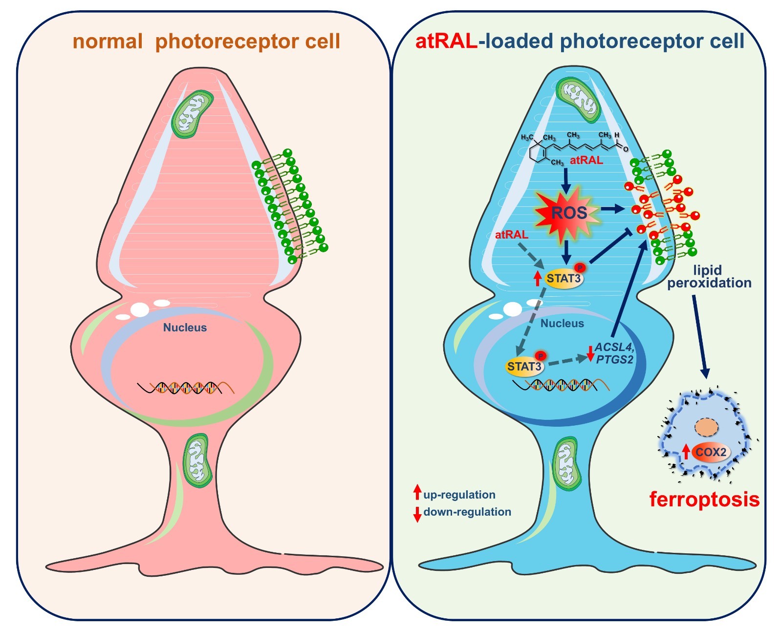 Graphical Abstract.jpg